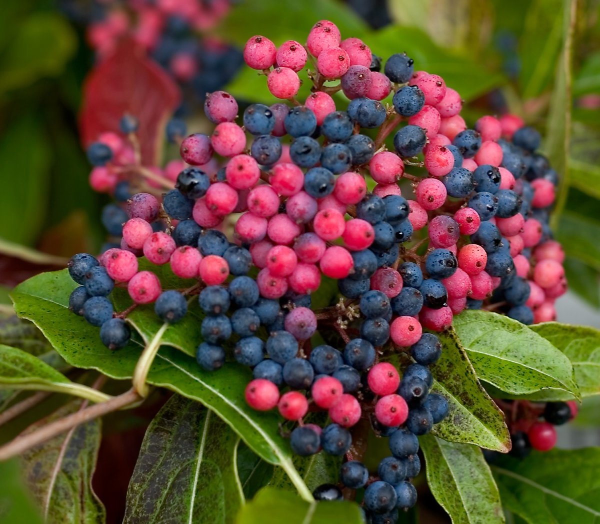 Viburnum nudum