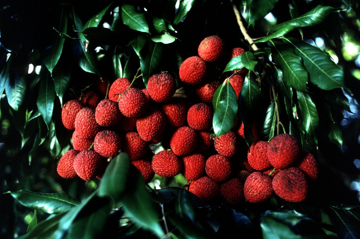 Личи литчи китайская слива