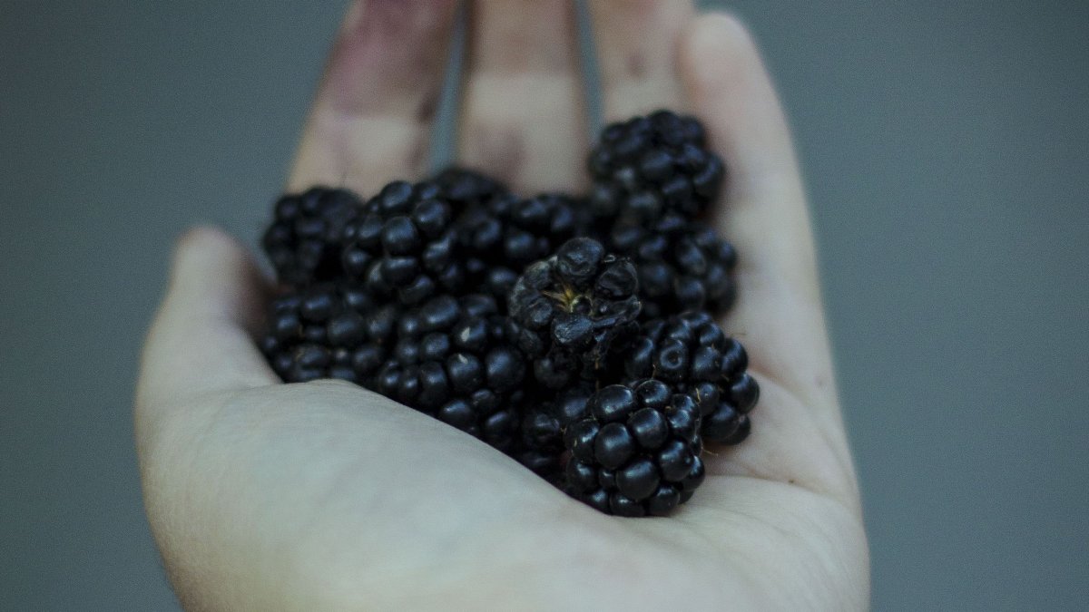 BLACKBERRY ягода в руке