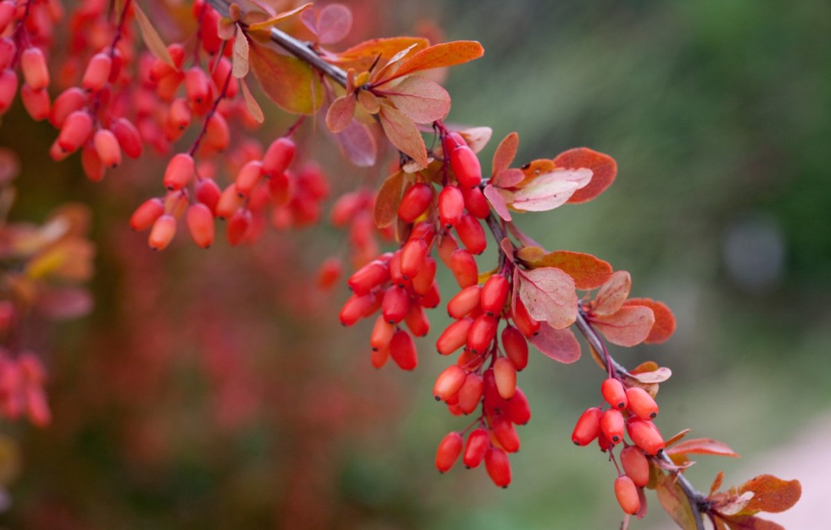 Барбарис продолговатый Berberis oblonga