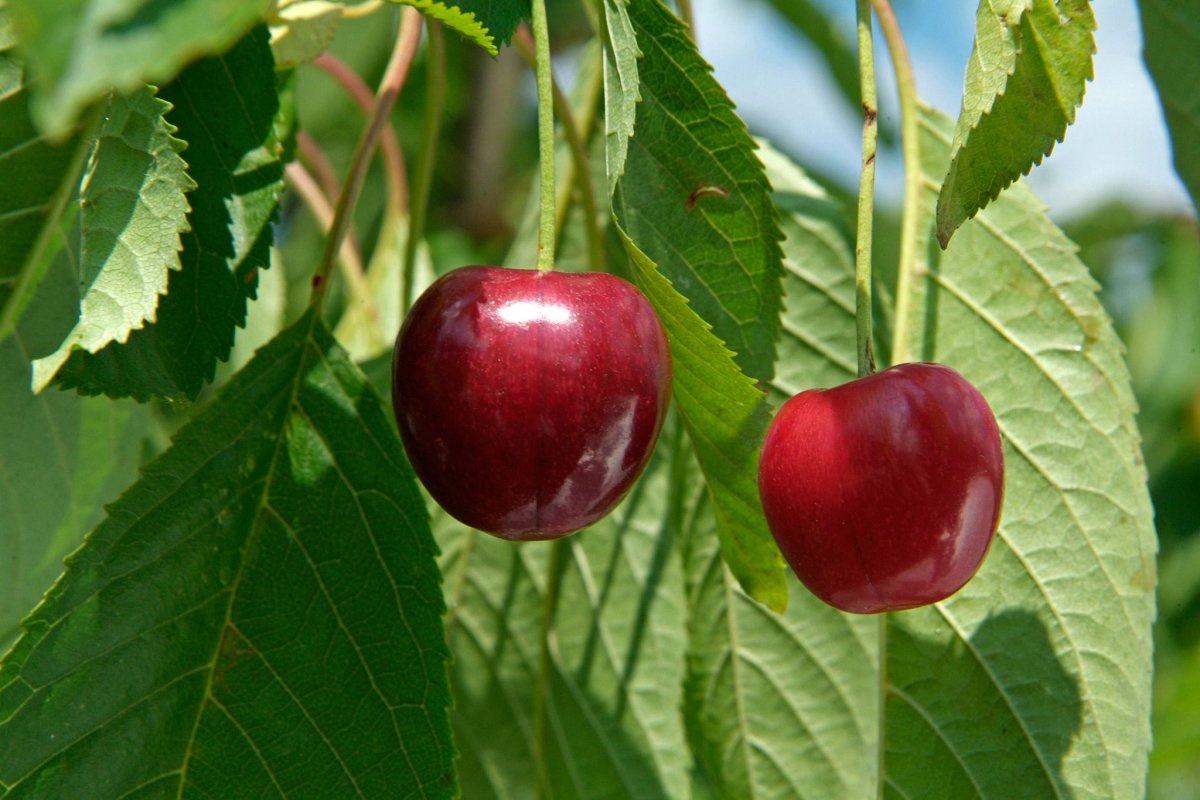 Fruit growing