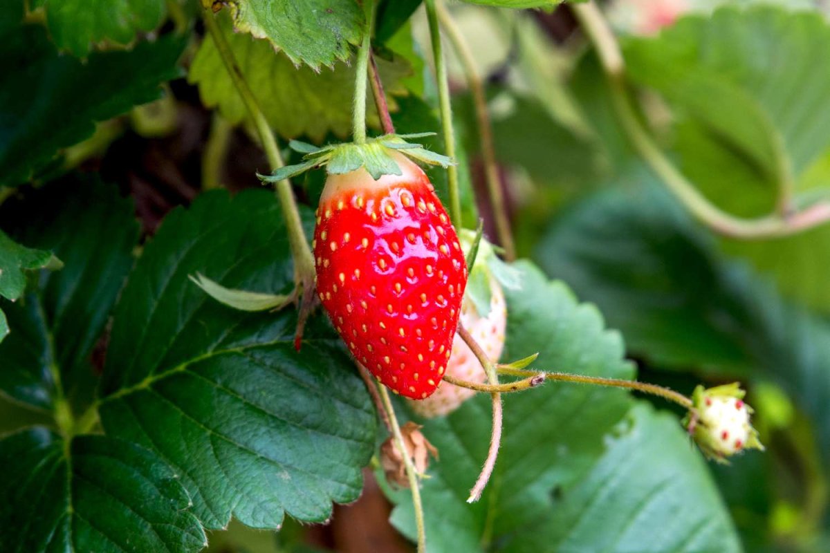 Fragaria ananassa