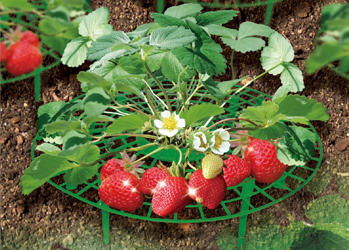 Подпорки для клубники