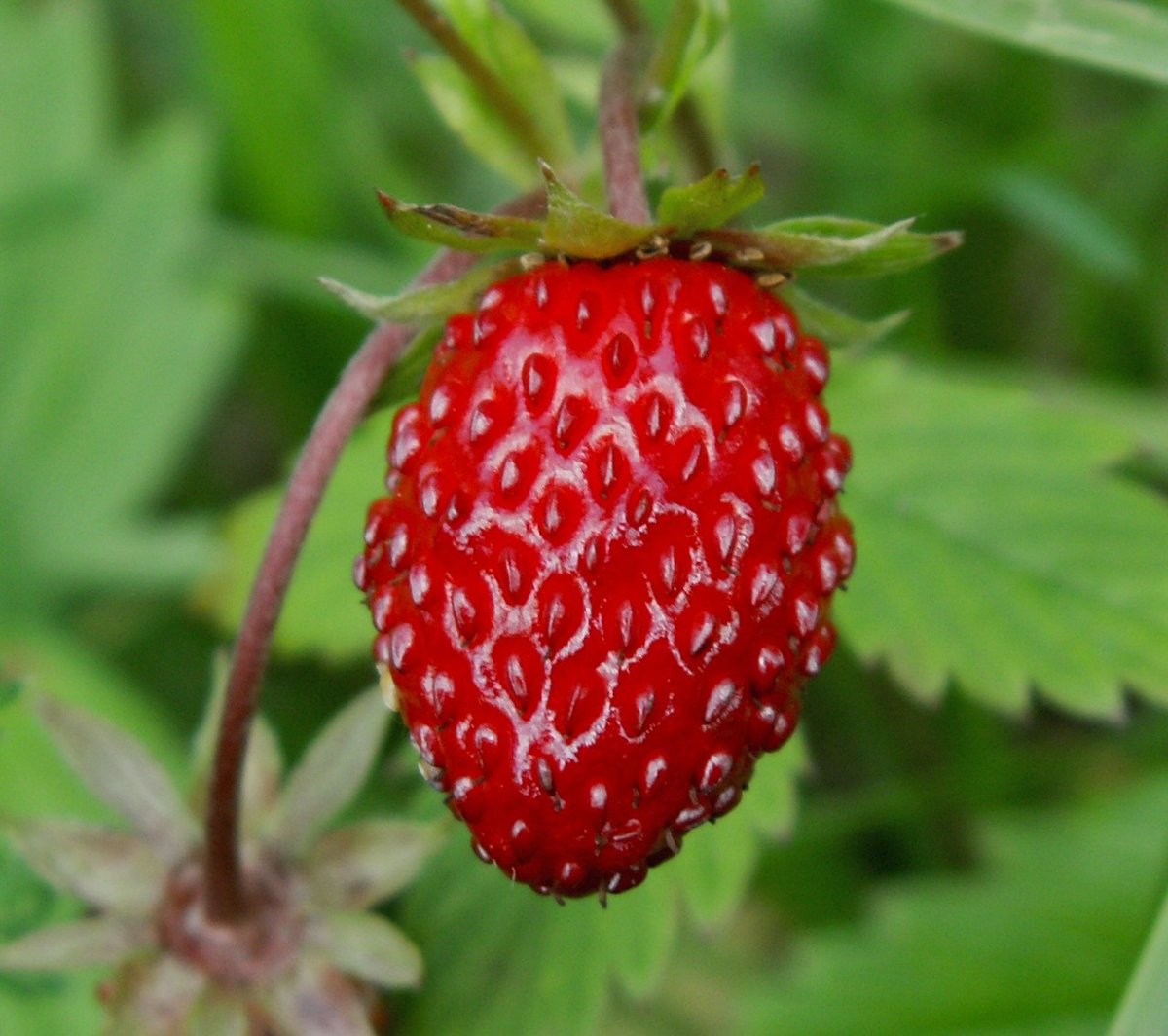 Земляника Лесная (Fragaria vesca)