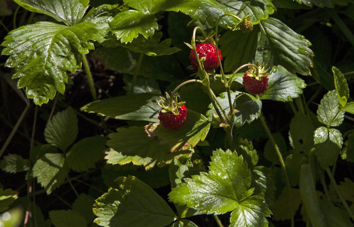 Земляника Лесная mignonette р9