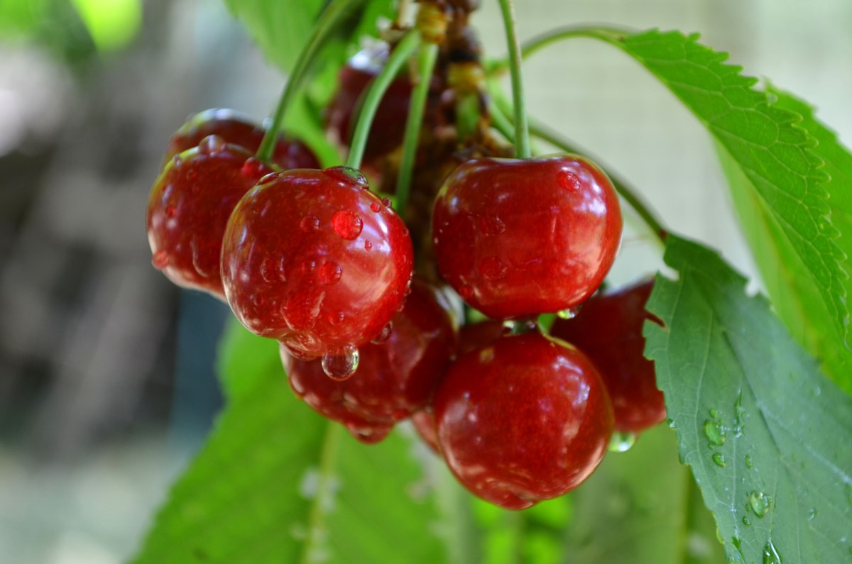 Вишня Птичья Prunus avium