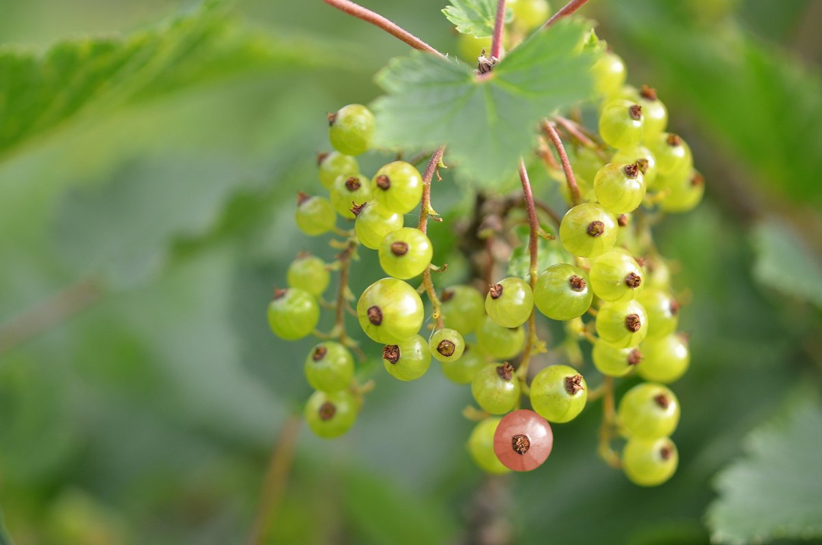 Ribes rubrum/смородина белая