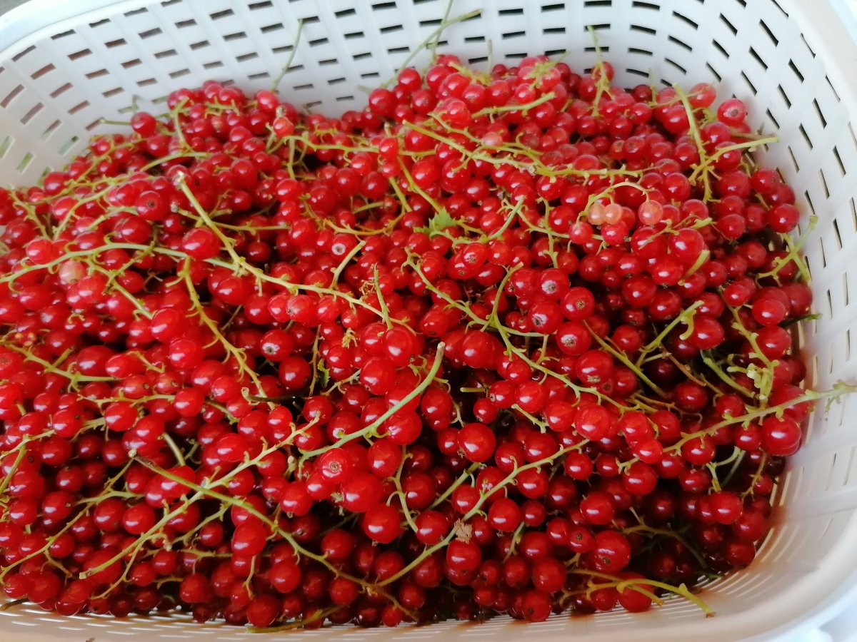 Сбор красной смородины