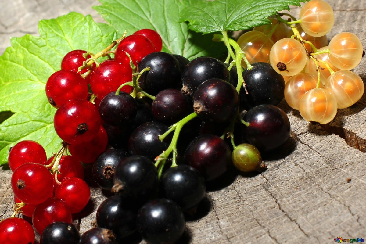 Саженцы красной смородины