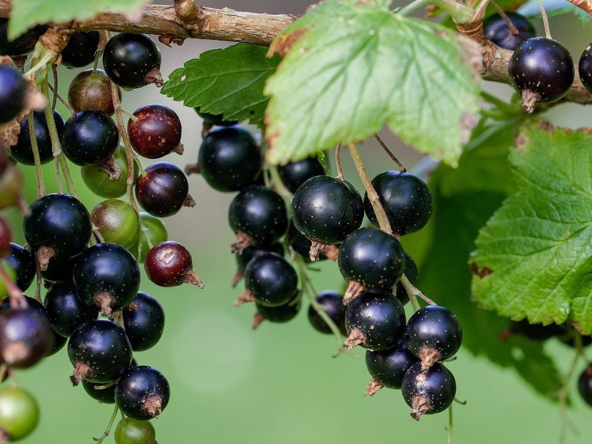 Смородина черная – ribes nigrum