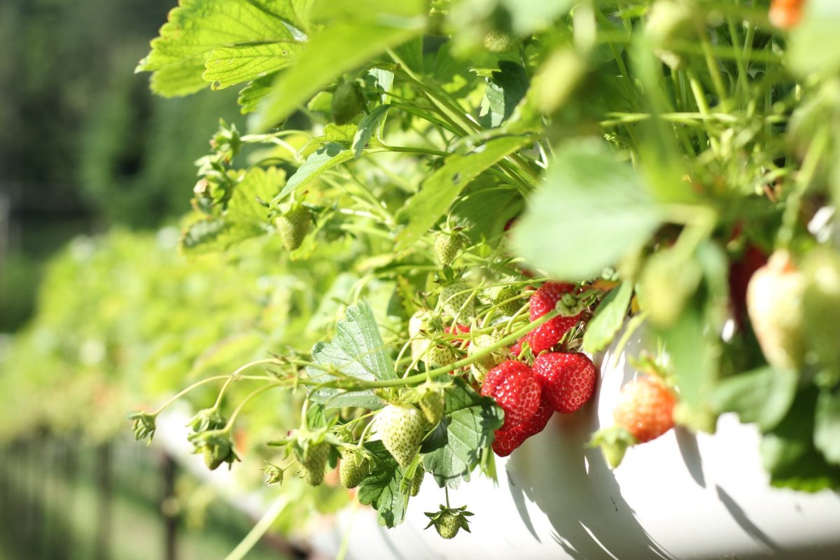Fruit Garden add