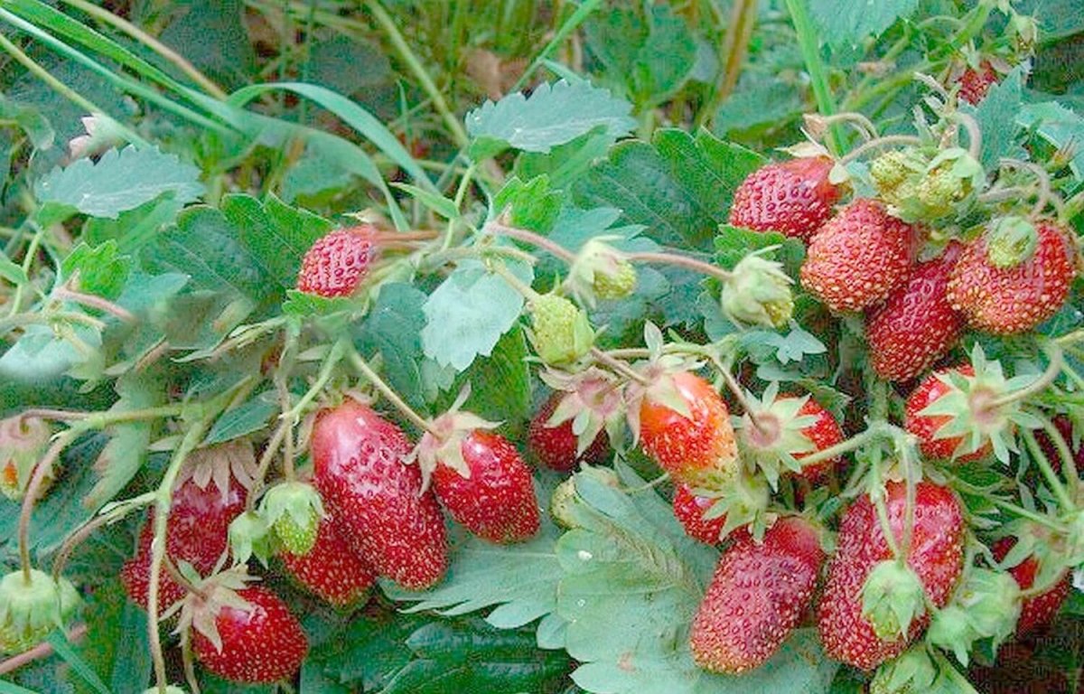 Земклуника Холковская