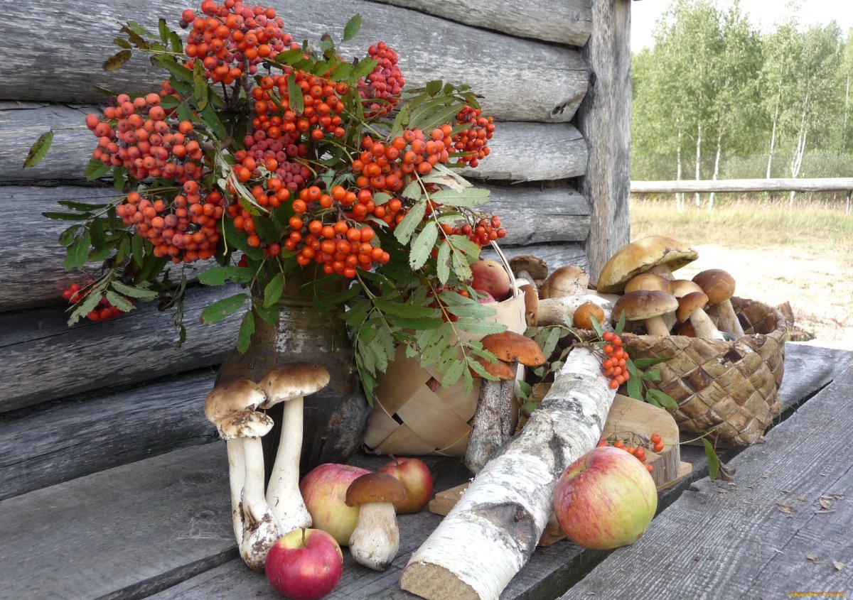 Дары осени грибы