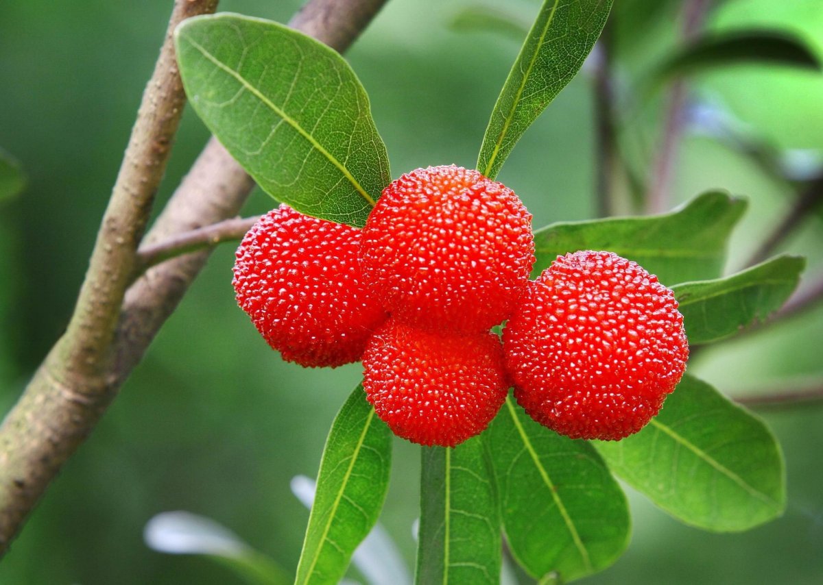 Bayberry ягода
