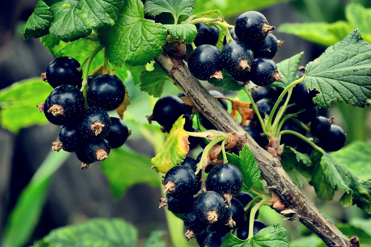 Смородина черная ribes nigrum дымка