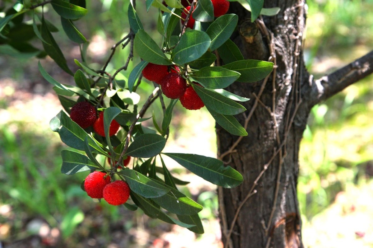 Восковница (Myrica)