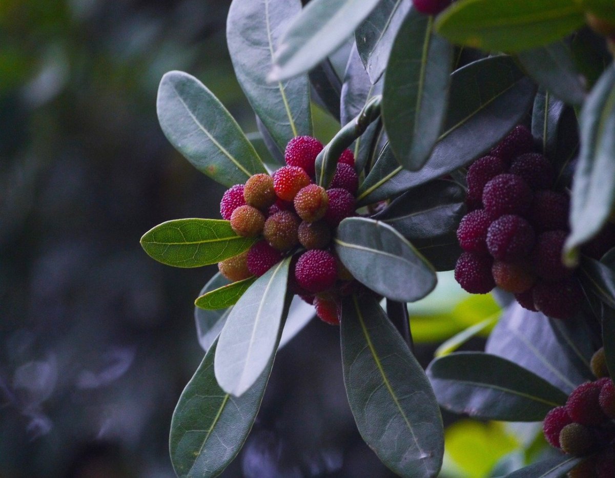Восковница (Myrica)