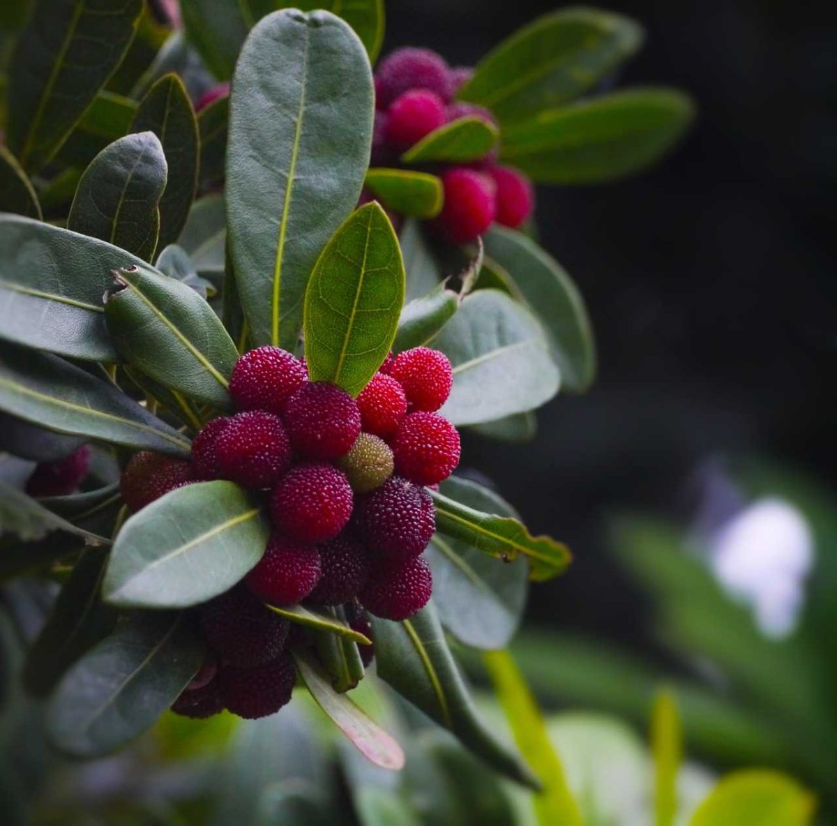 Восковница (Myrica)