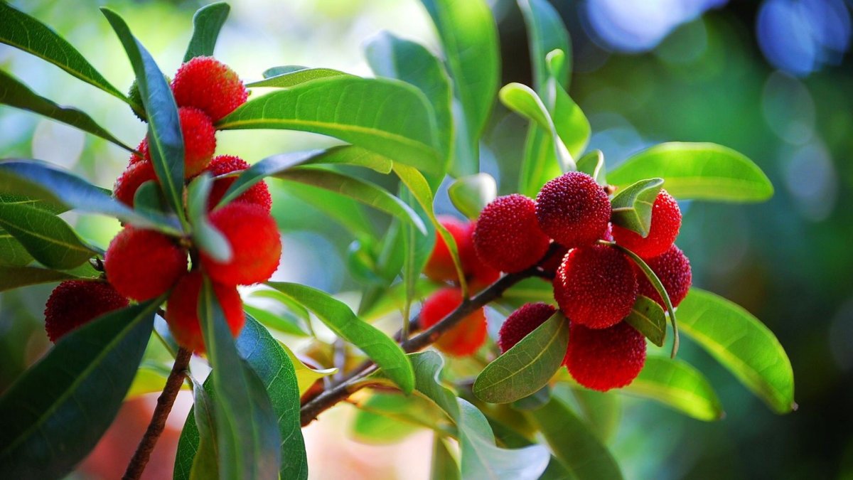 Myrica rubra фрукт