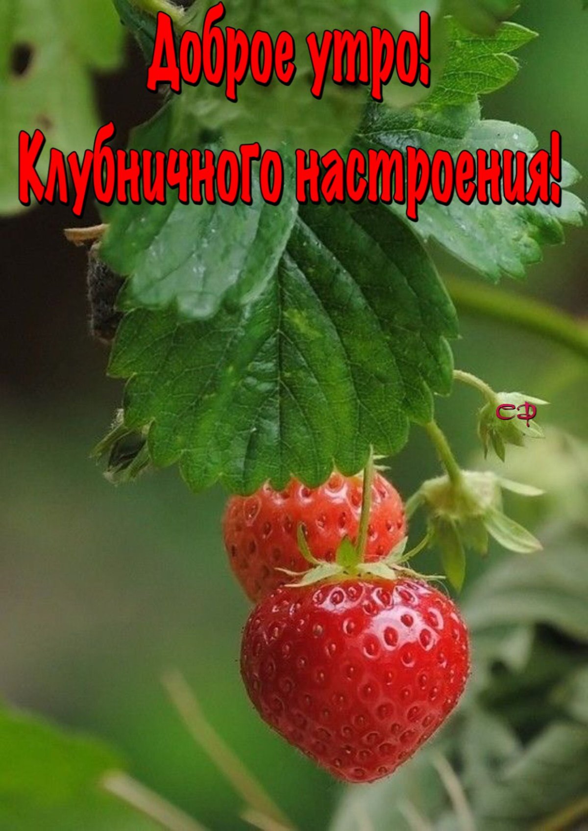 Коллекции Иришки Смирновой фрукты ягодки