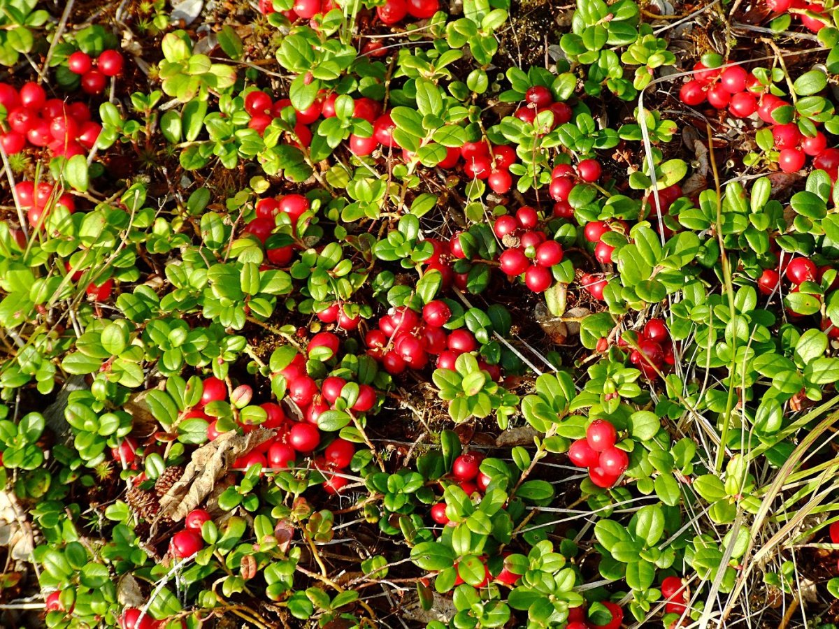 Брусника (Vaccinium Vitis-idaea)