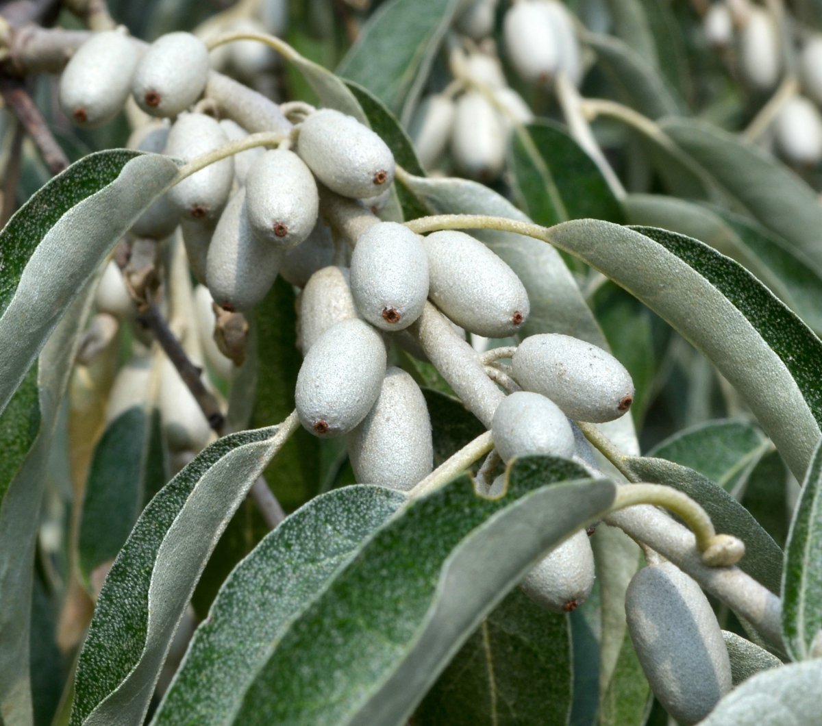 Elaeagnus commutata плод