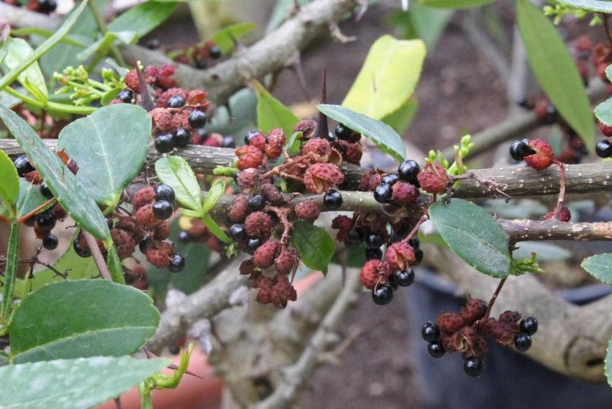 Zanthoxylum ailanthoides