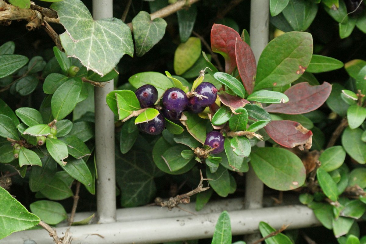 Жимолость Lonicera nitida