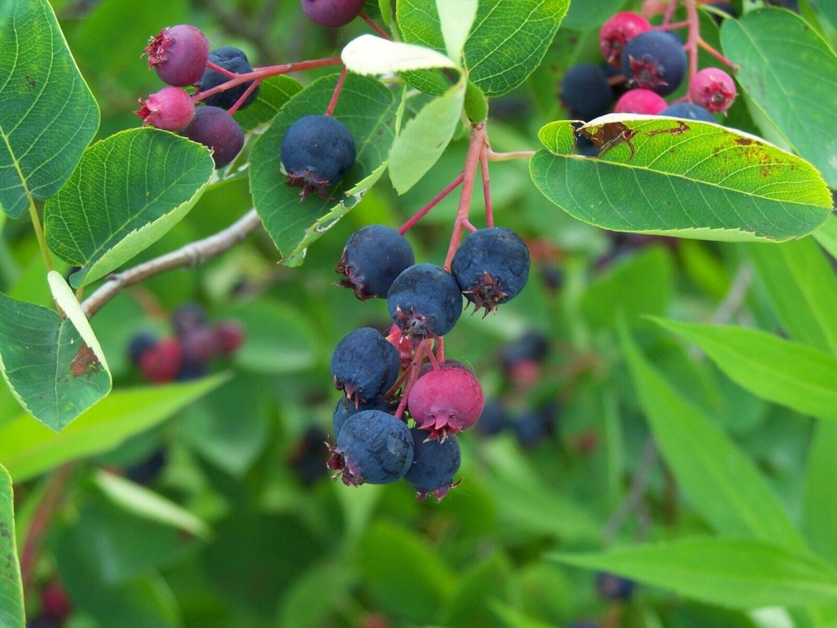 Ирга (Amelanchier)