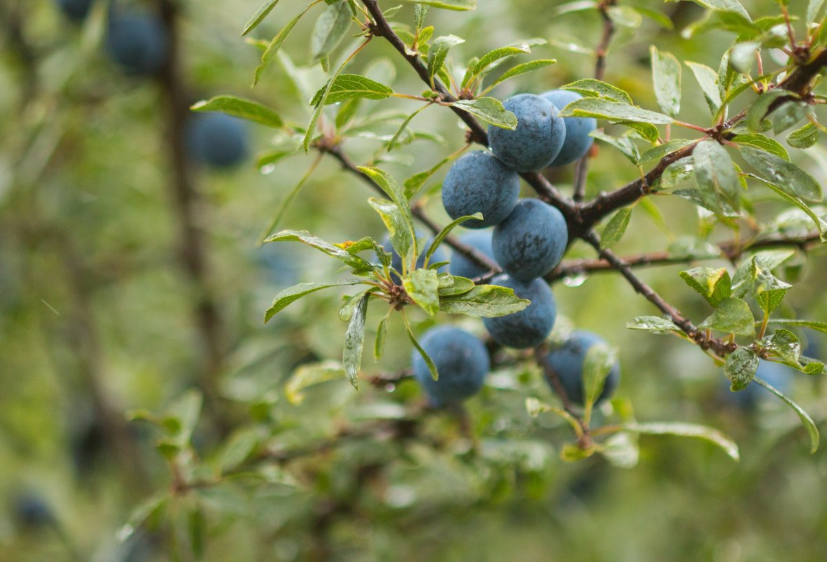 Blackthorn ягода