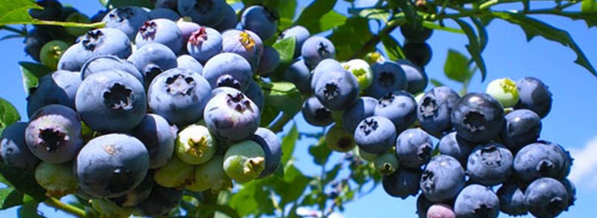Голубика Садовая Bluecrop