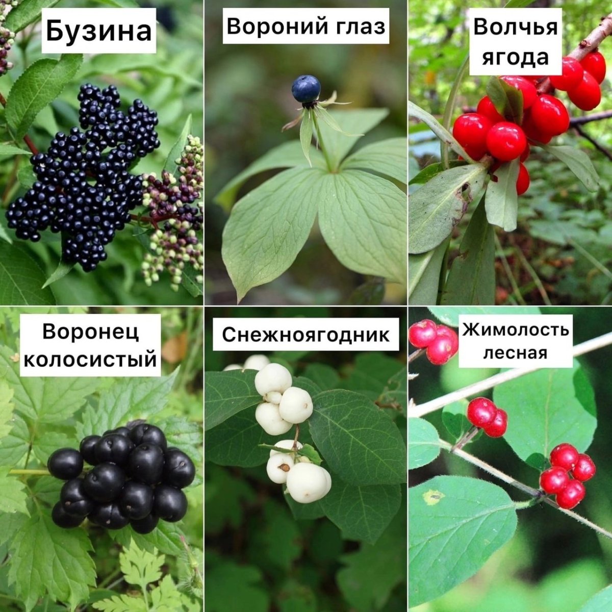 Несъедобные ягоды