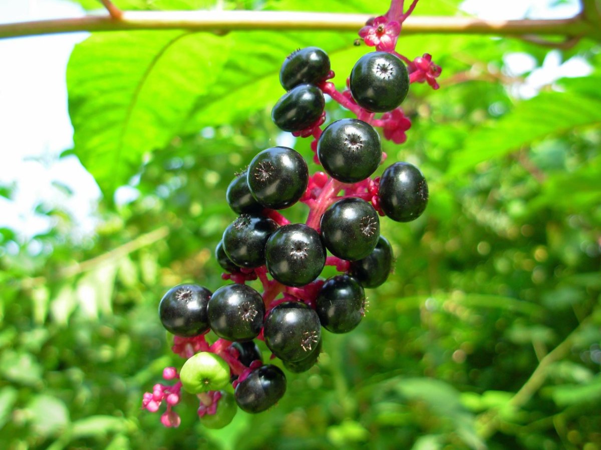 Phytolacca octandra