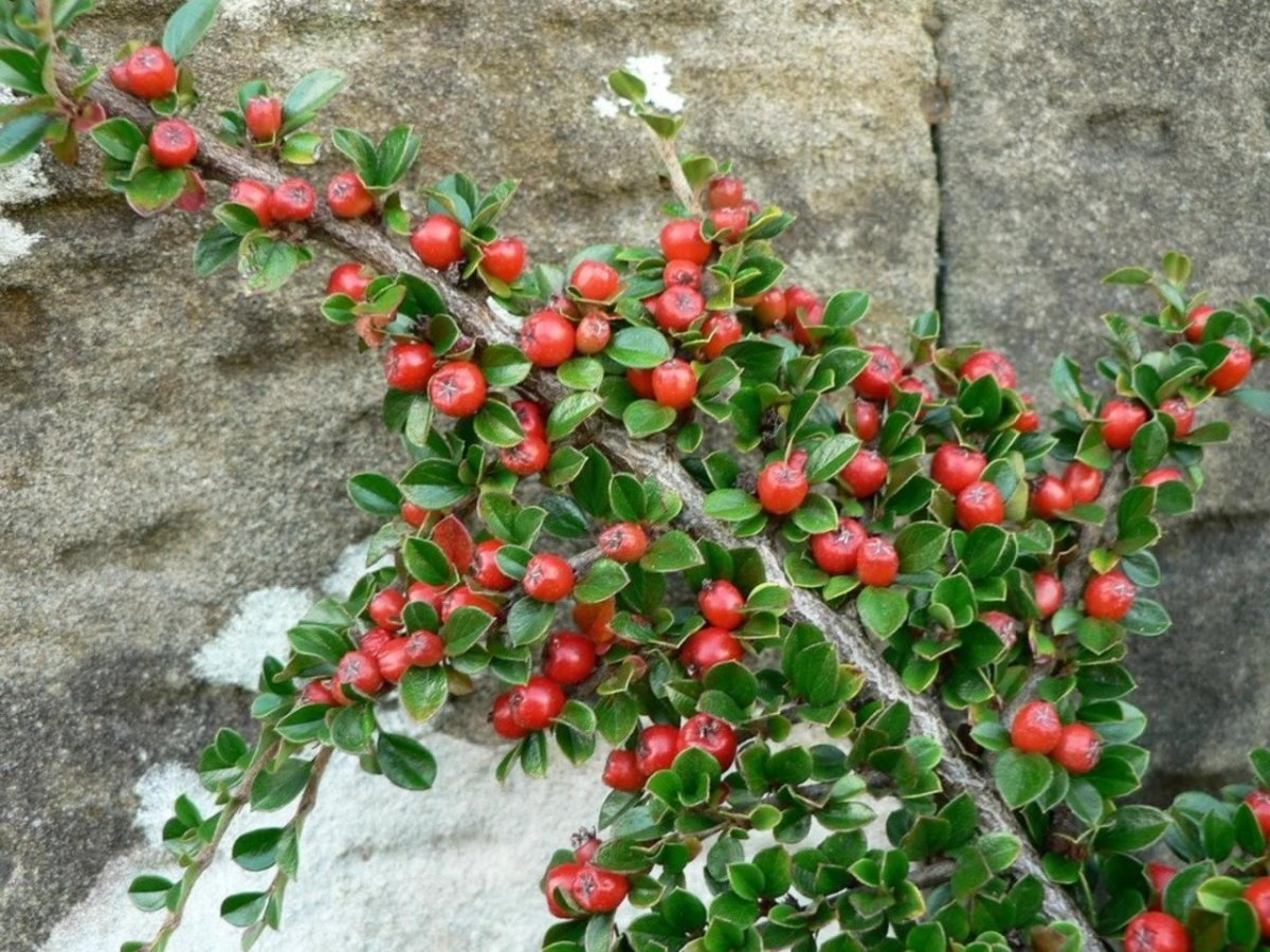 Кизильник Cotoneaster perpusillus
