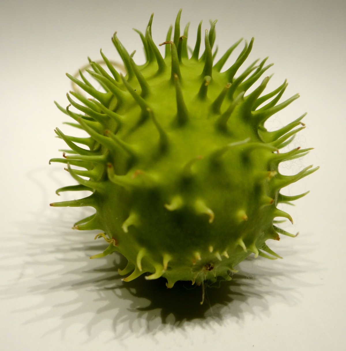 Prickly Chayote