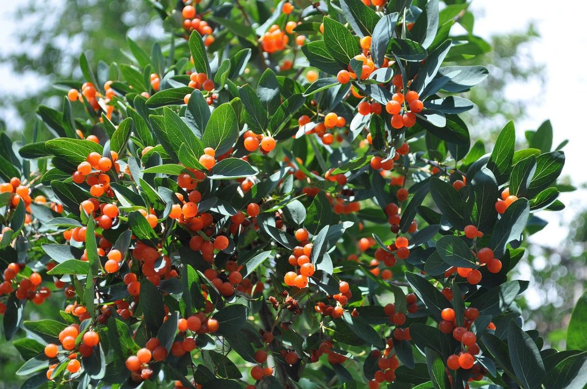 Вечнозелёные Южные кустарники