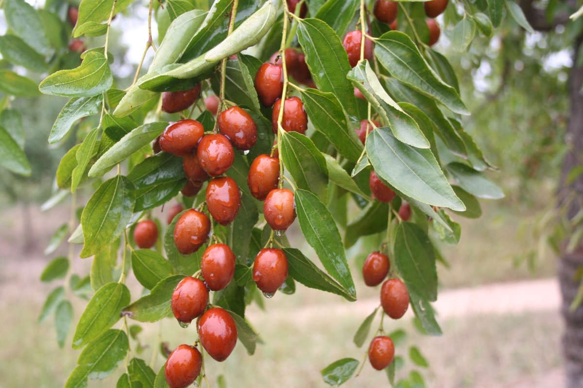 Китайский финик ююба