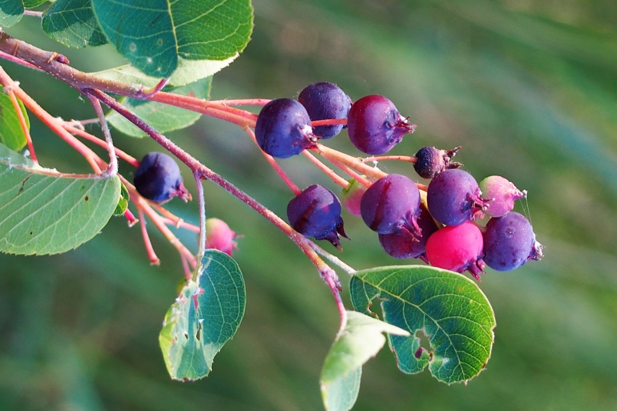 Ирга круглолистная (Amelanchier ovalis)