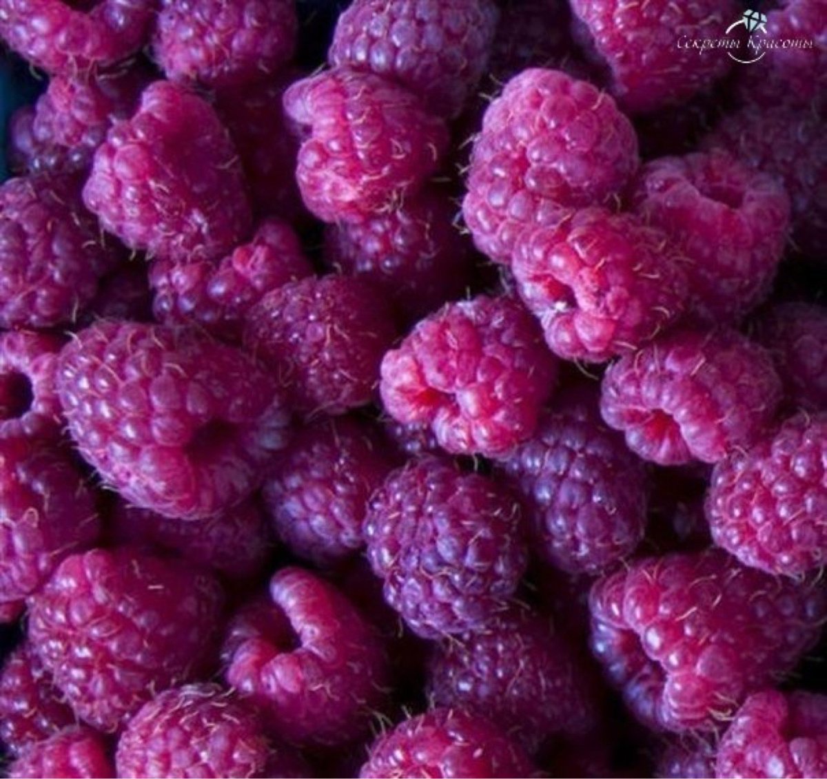 Фиолетовая малина