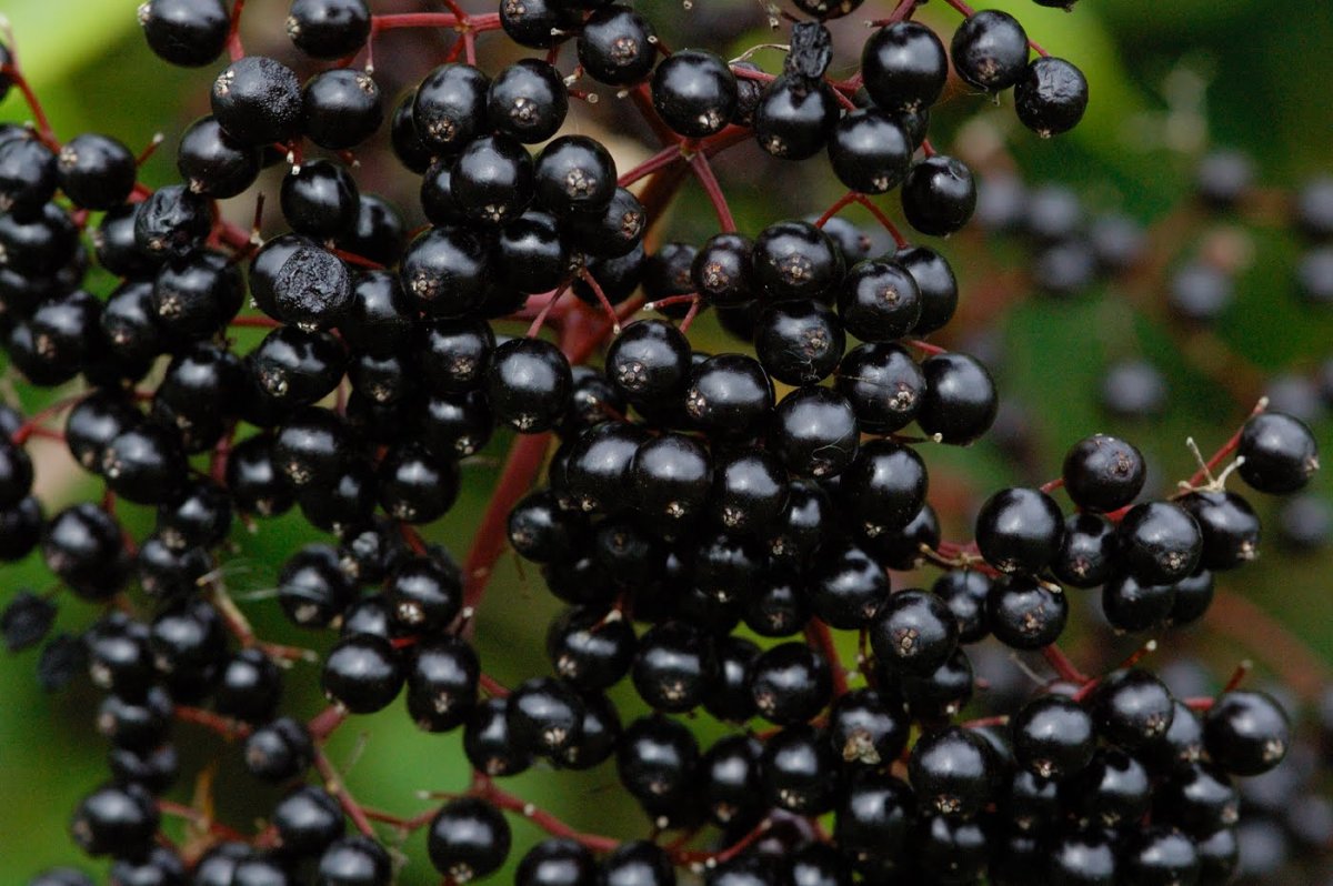 Sambucus nigra 'Guincho Purple'