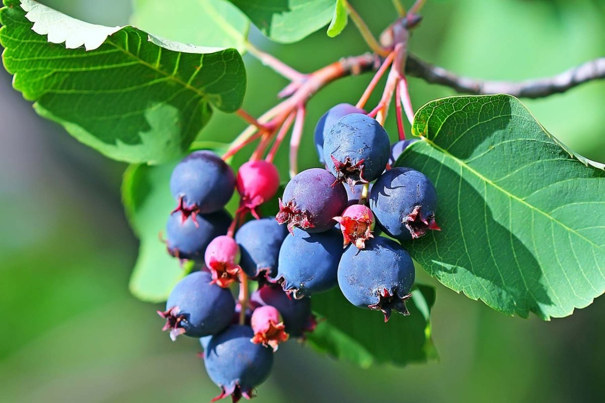 Amelanchier alnifolia Smoky