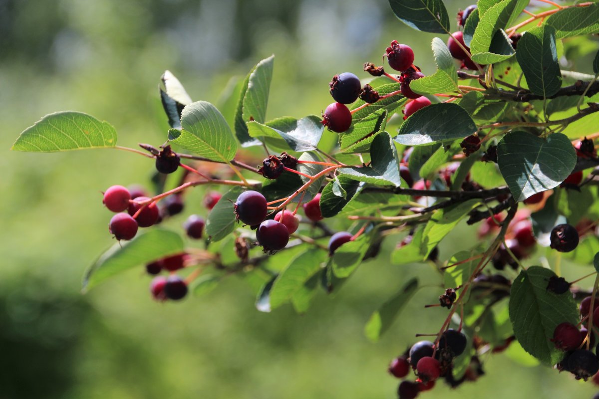Ирга (Amelanchier)