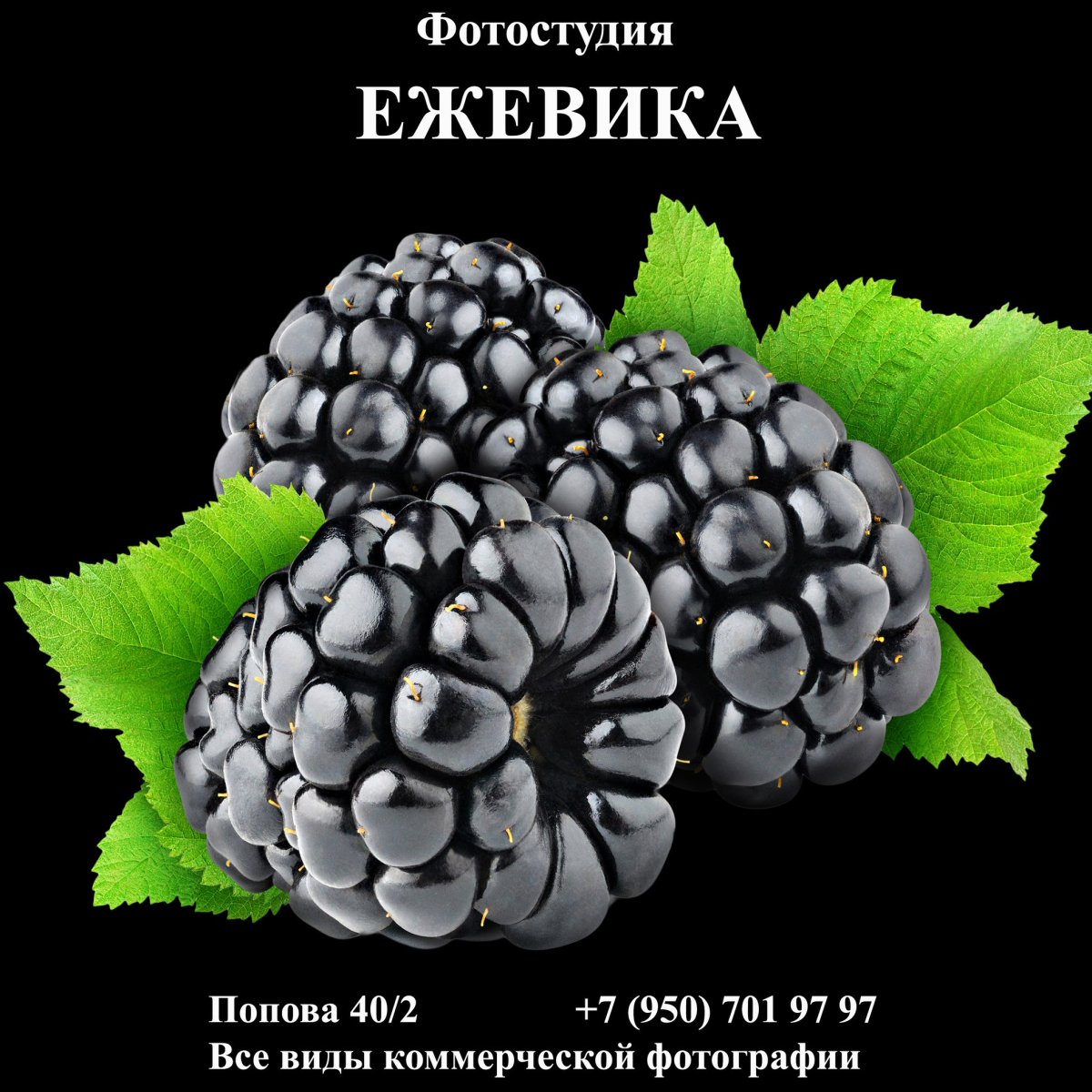 Ежевика и ежевика в разрезе