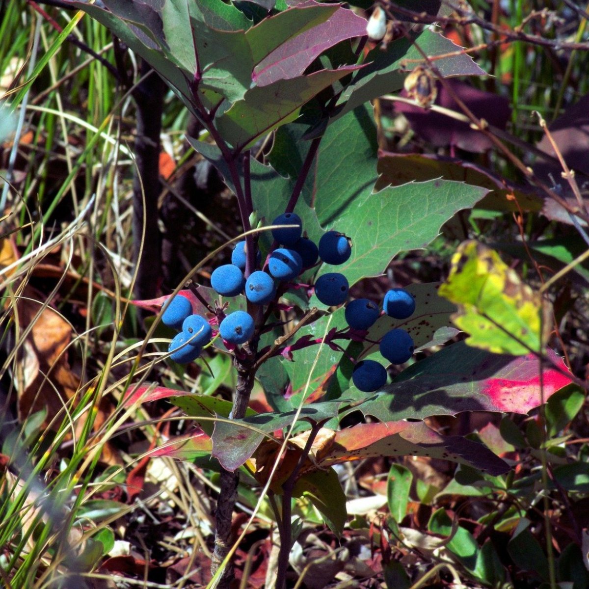 Вечнозеленое растение с синими ягодами
