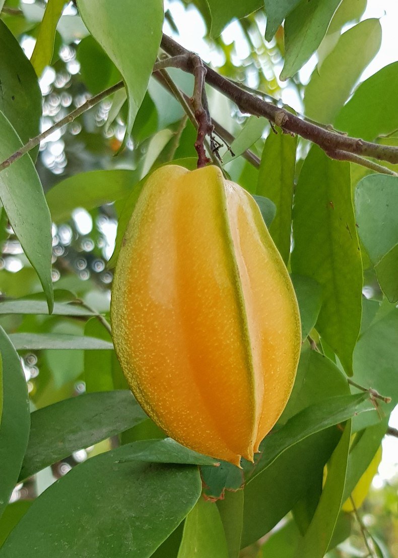 Малазийская карамбола