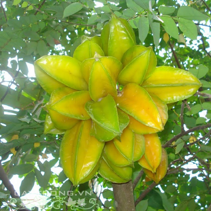 Карамбола куст