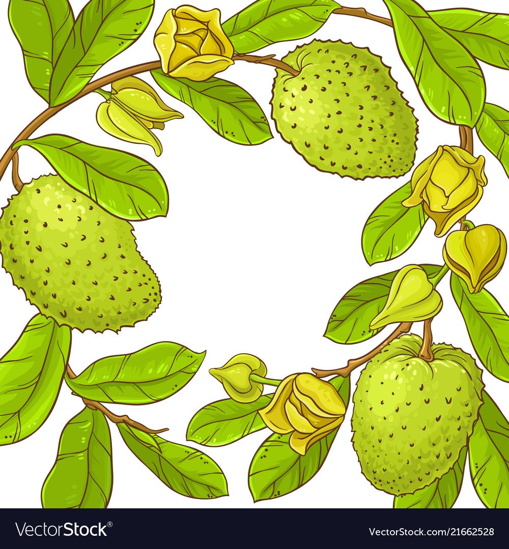 Branch frame vector