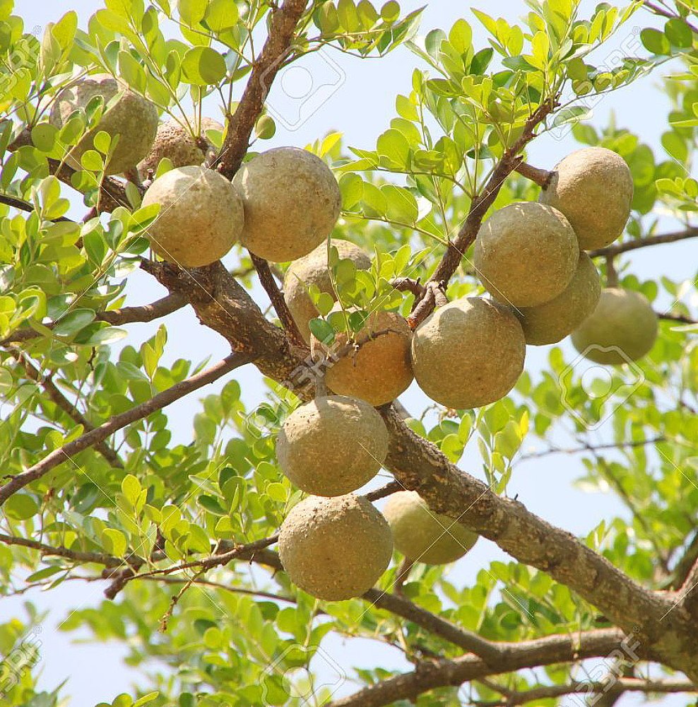 Каменное яблоко Баиль