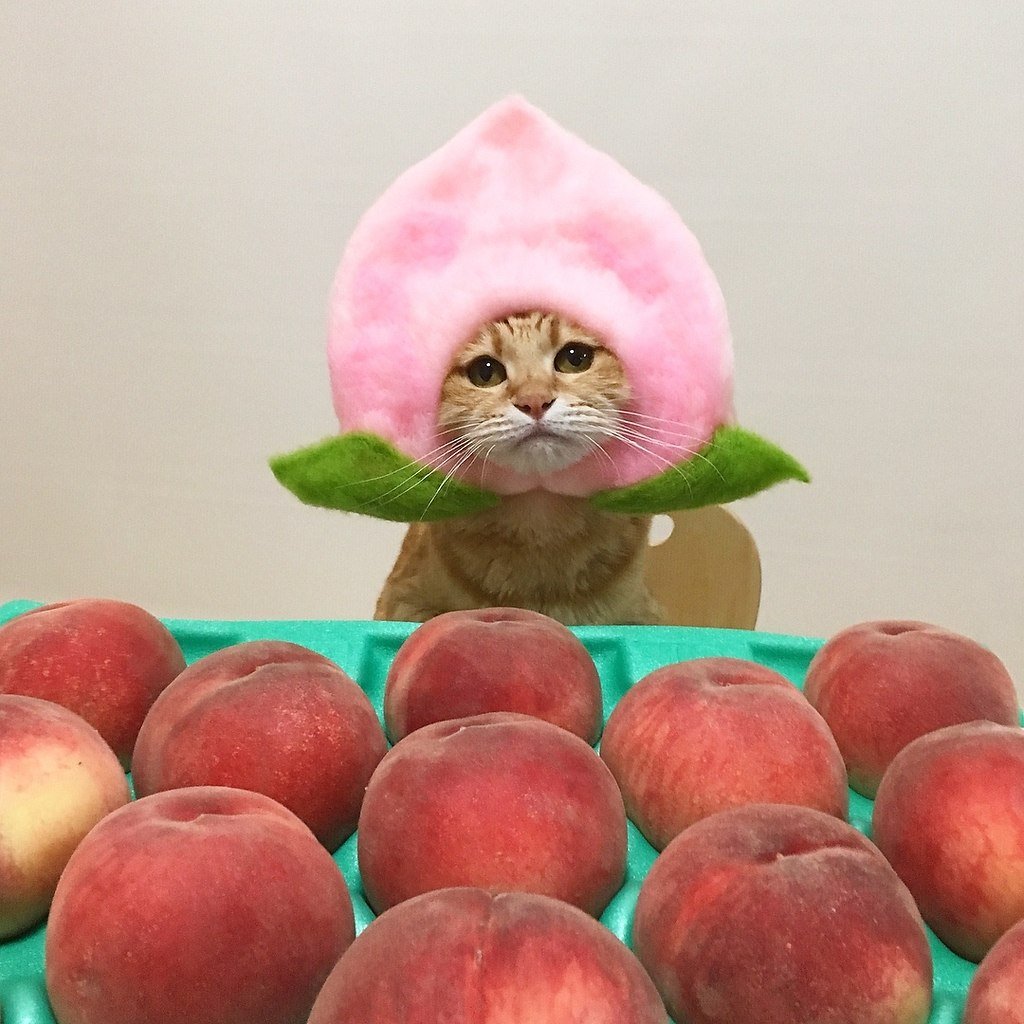 Коты персики