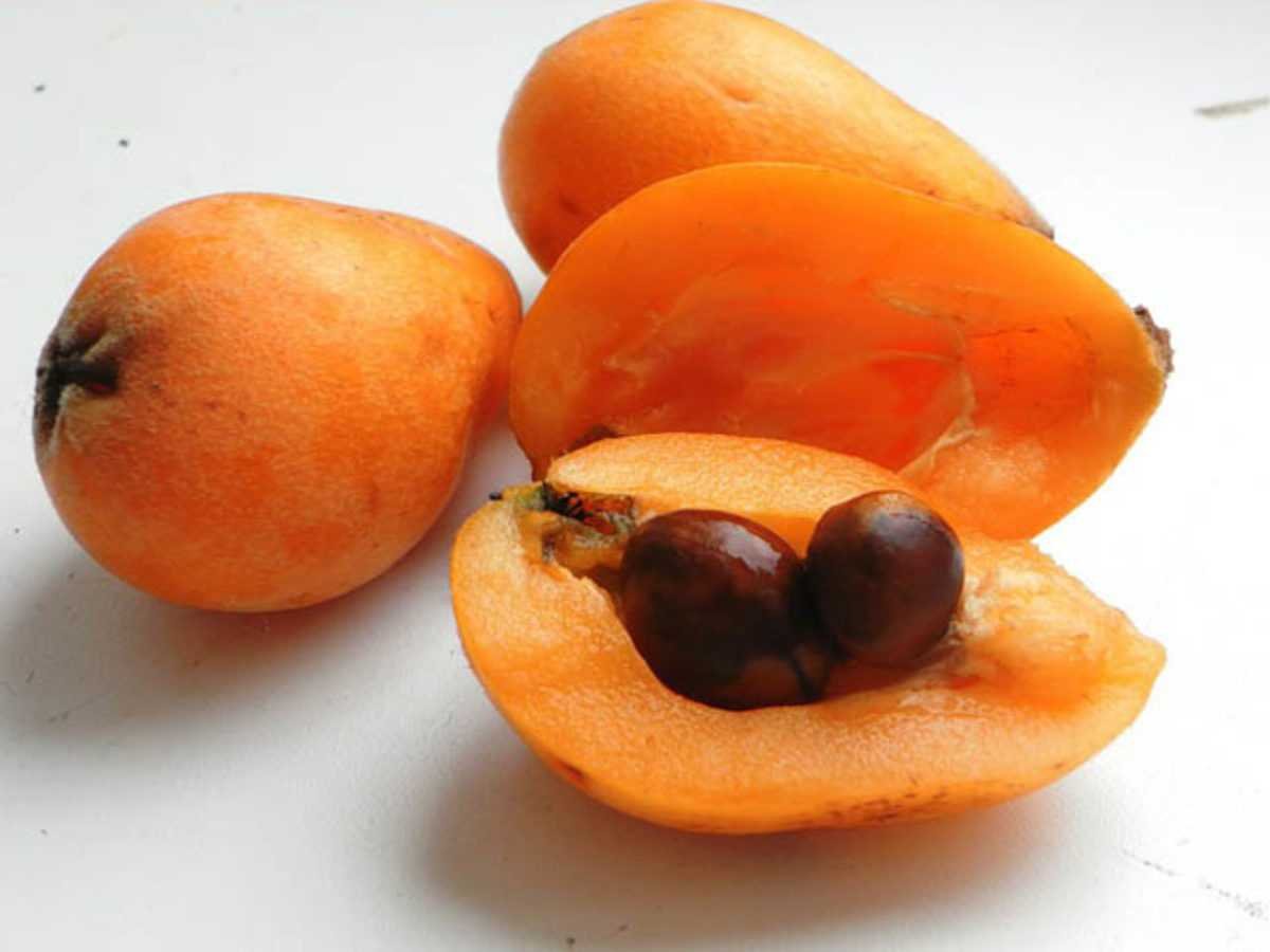 Мушмула Германская косточки